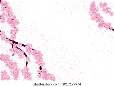 Cherry blossom branch with falling petals isolated on white