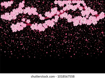 Cherry blossom branch with falling petals isolated on black