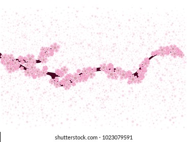 Cherry blossom branch with falling petals isolated on white