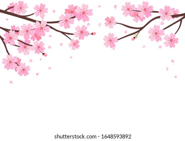 Cherry blossom branch and falling petals isolated on white background vector illustration. Sakura Japanese flower.