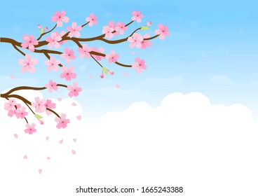Cherry blossom branch and falling petals on blue sky background vector illustration. Sakura Japanese flower.