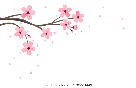 Cherry blossom branch and falling petals on white background vector illustration. Sakura Japanese flower. 