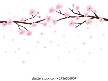 Cherry blossom branch and falling petals on white background vector illustration. Sakura Japanese flower. Flat design for print.