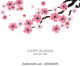 Cherry blossom branch and falling petals on white background vector illustration. Sakura Japanese flower.