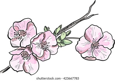 cherry blossom, cherry branch with flowers, hand-drawn vector, simple ink drawing