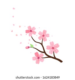 Cherry blossom branch and flying petals isolated on white background vector illustration. Sakura Japanese flower.