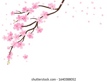 Cherry blossom branch and flying petals on white background vector illustration. Sakura Japanese flower.