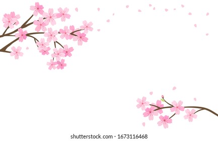 Cherry blossom branch and flying petals on white background vector illustration. Sakura Japanese flower.