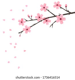 Cherry blossom branch and flying petals on white background vector illustration. Sakura Japanese flower.