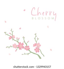 Cherry blossom branch illustration