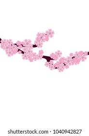 Cherry blossom branch isolated on white