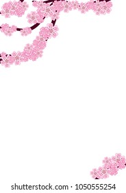 Cherry blossom branch isolated on white