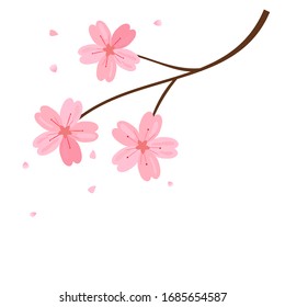 Rama de flor de cerezo aislada en ilustración vectorial de fondo blanco. Flor japonesa Sakura.