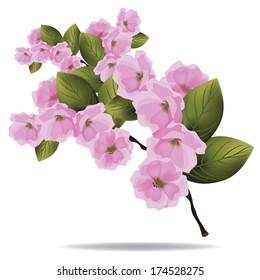Cherry blossom branch isolated on white EPS 10 vector