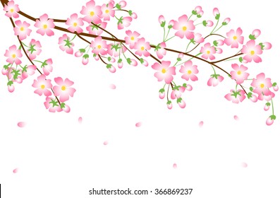 Cherry blossom branch isolated on white background