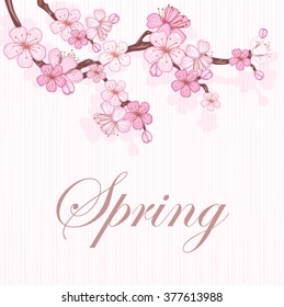 Cherry blossom,  branch with pink flowers.