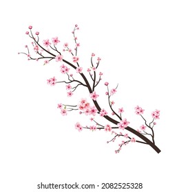 Cherry blossom branch with pink Sakura. Cherry blossom tree branch pink flower spreading. Blossom on white background. Watercolor flower vector. Watercolor cherry flower. Sakura on white background.