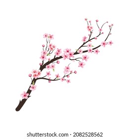 Cherry blossom branch with pink Sakura flower spreading. Watercolor cherry flower. Cherry blossom branch with Sakura. Watercolor flower vector. Almond branch vector on white background.