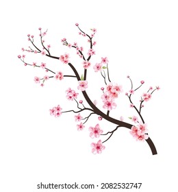 Cherry blossom branch with pink Sakura flower blooming. Almond branch vector on white background. Realistic watercolor cherry flower vector. Cherry blossom branch with Sakura. Watercolor flower.