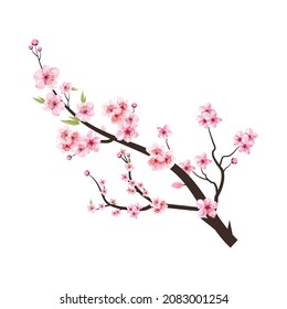 Cherry blossom branch with pink Sakura. Cherry blossom branch with pink flower spreading. Watercolor flower vector. Blossom on white background. Watercolor cherry flower. Sakura on white background.