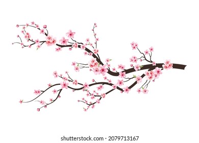 Cherry blossom branch with sakura flower. Sakura on white background. Watercolor cherry bud. Cherry blossom flower blooming vector. Pink sakura flower background. Watercolor cherry blossom vector.