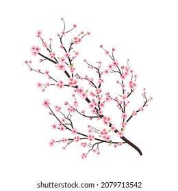 Cherry blossom branch with sakura flower. Pink sakura flower background. Cherry blossom flower blooming vector. Watercolor cherry blossom vector. Sakura on white background. Watercolor cherry bud.