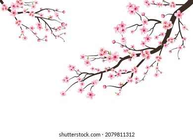 Cherry blossom branch with sakura flower. Watercolor cherry blossom vector. Pink sakura flower background. Sakura on white background. Watercolor cherry bud. Cherry blossom flower blooming vector.