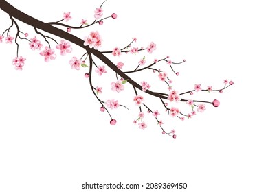 Cherry blossom branch with sakura flower. Sakura on white background. Watercolor cherry blossom vector. Pink sakura flower background. Watercolor cherry bud.