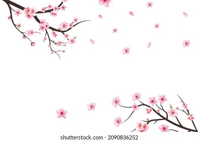 Cherry blossom branch with sakura flower. Sakura on white background. Watercolor cherry blossom vector. Pink sakura flower background. Watercolor cherry bud. Cherry blossom branch with pink flower.