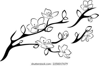 Cherry blossom branch with sakura flower. flat style cherry blossom vector illustration isolated
