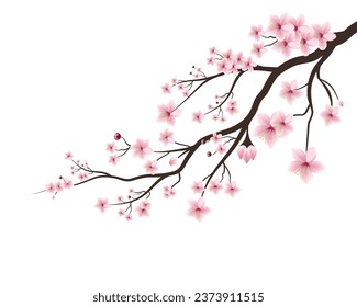 Cherry blossom branch with sakura flower. Sakura on white background. Cherry tree flower spring icon. Cherry blossom flower blooming vector. Pink sakura flower background. Sakura on white background.
