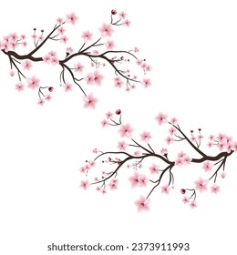 Cherry blossom branch with sakura flower. Watercolor cherry blossom vector. Pink sakura flower background. Cherry blossom flower blooming vector. Sakura on white background. cherry blossom bud.