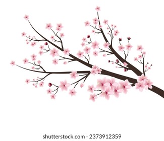 Cherry blossom branch with sakura flower. Branch tree vector illustration summer clipart autumn clipart nature forest. Cherry tree spring flower background.Sakura on white background.