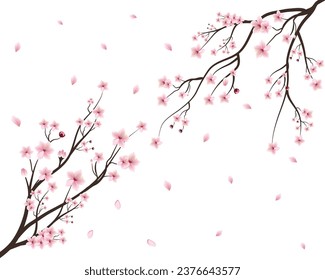 Cherry blossom branch with sakura flower. Cherry blossom Spring flowers background. Sakura on white background. Watercolor cherry blossom vector. Pink sakura flower background. Cherry blossom branch.