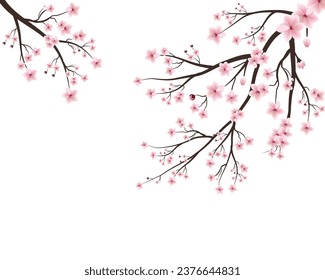 Cherry blossom branch with sakura flower. Watercolor cherry bud. Cherry blossom flower blooming vector. Pink sakura flower background. Watercolor cherry vector.