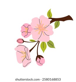 Cherry blossom branch. Sakura flowers. Vector botanical element. Hanami. Blooming spring tree in flat style on white background.