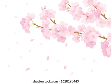 Cherry blossom branch vector illustration