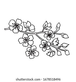 Cherry Blossom Branch Vector Illustration Isolated Stock Vector ...