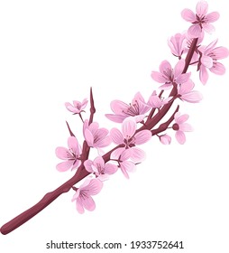 Cherry blossom branch vector illustration. Blooming fruit tree branch isolated on white background.