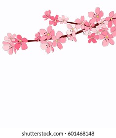 Cherry blossom branches