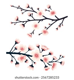 Cherry blossom branches adorned with soft pink flowers and buds vector illustration.