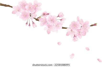 Cherry blossom branches in full bloom.