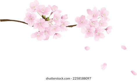 Cherry blossom branches in full bloom.