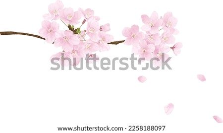 Cherry blossom branches in full bloom.