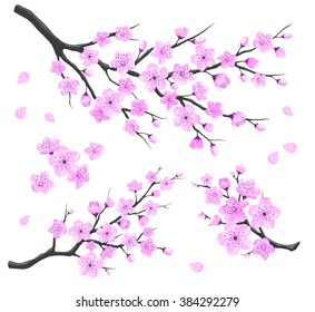 Cherry Blossom Branches Set. Detailed Vector Illustration. Sakura Branches on White Background.