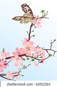 cherry blossom with butterfly