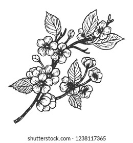 Cherry blossom engraving vector illustration. Scratch board style imitation. Hand drawn image.