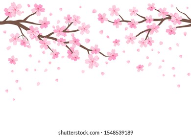 Cherry blossom and falling flower on white background vector illustration. Sakura Japanese flower.