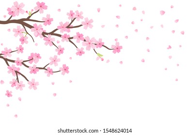 Cherry blossom and falling flower on white background. beautiful nature vector illustration, Sakura Japanese flower. 