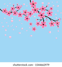 Cherry blossom and falling flowers on blue sky background vector illustration. Sakura Japanese flowers.